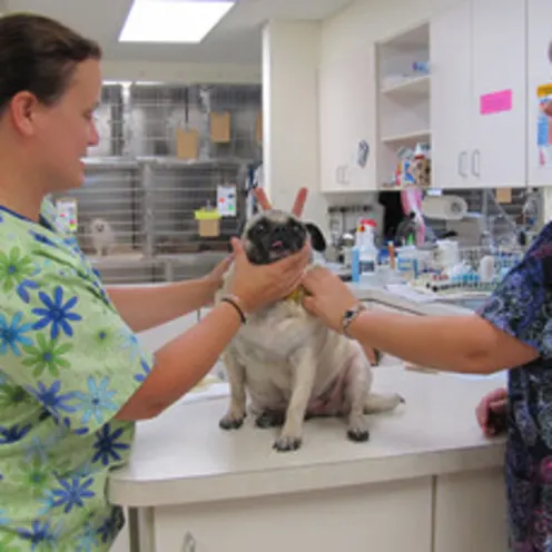Poquoson Veterinary Hospital Patient Exam. Two female nurses are checking on a white pug dog.  The pug is placed on a counter but one of the nurses is giving the pug bunny ears as someone takes a picture.